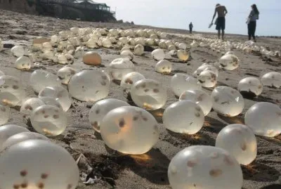 Huevos de caracoles. Costa atlÃ¡ntica argentina