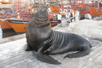 En el puerto de Mar del Plata. Bs. As.- Argentina