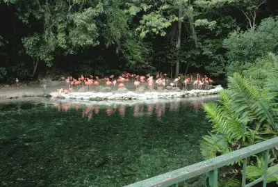 flamencos