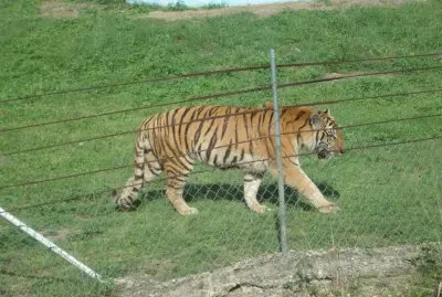 tigre de bengala