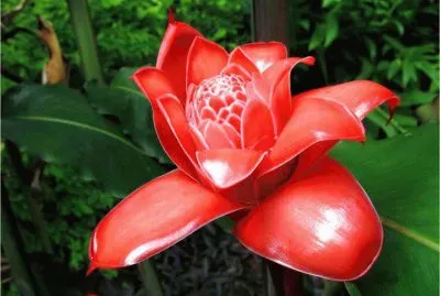 פאזל של agua azul