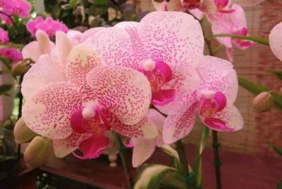 פאזל של agua azul