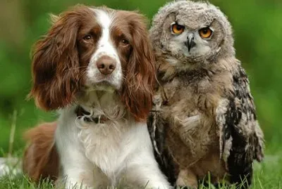 AMIGOS jigsaw puzzle