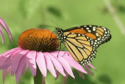 monarca jigsaw puzzle