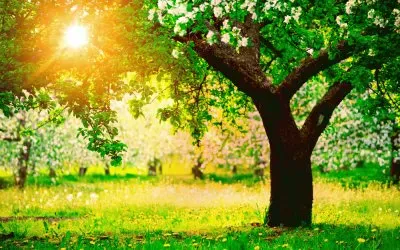 פאזל של BOSQUE FLORIDO.