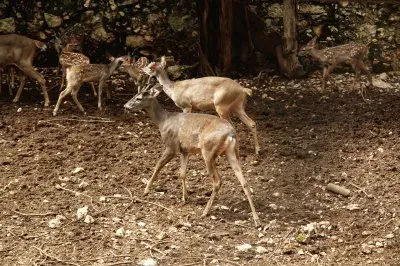 פאזל של fOTOS DE GATOS