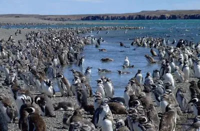 Isla PingÃ¼ino. Puerto Deseado. Patagonia argentina