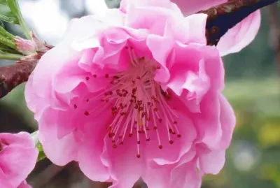 515