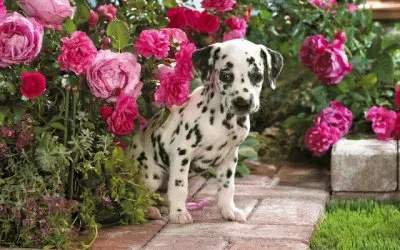 dalmata cachorro