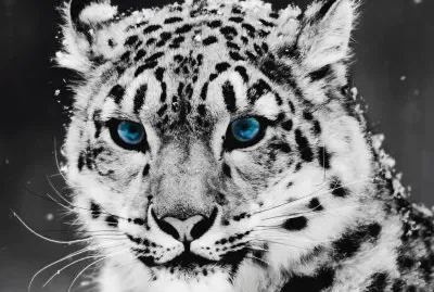 leopardo blanco