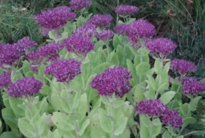 פאזל של sedum