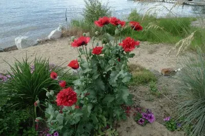 פאזל של flores en la playa