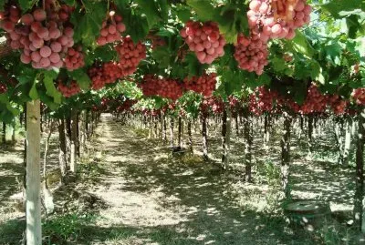 ViÃ±edos mendocinos. Argentina