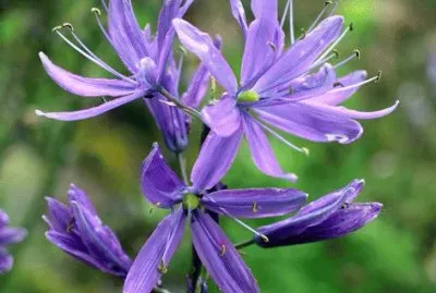camassia