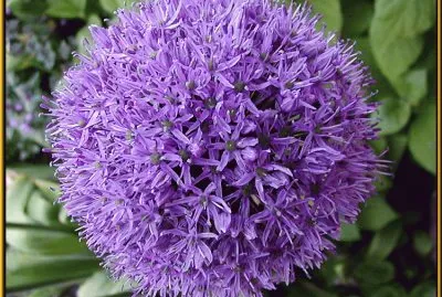 allium