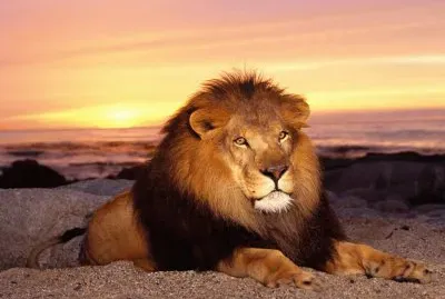 the king