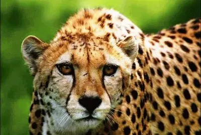 leopard