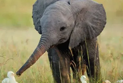 Elephant