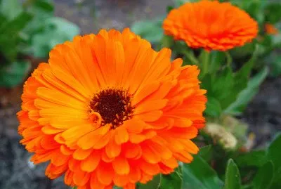 calendula