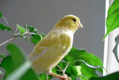 CANARIO AMARILLO SALVAJE.