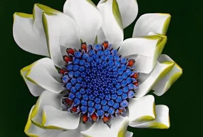 African Daisy Blue Eye