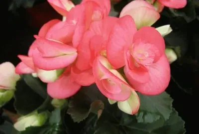 begonia