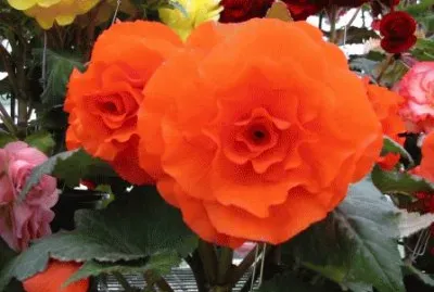 begonia
