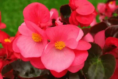 begonia