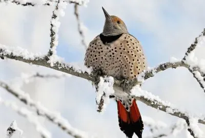 ave en canada national geographic