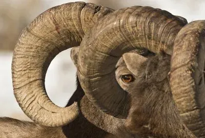 cuernos national geographic