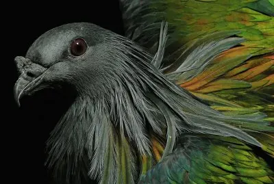 paloma national geographic