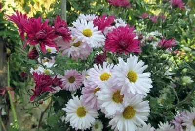 פאזל של margaridas