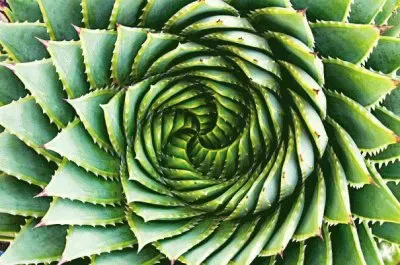 FaraÃ³n jigsaw puzzle