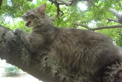 Gray en arbol