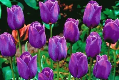 Dutch Tulips