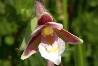 epipactis
