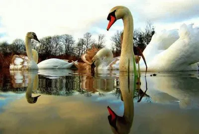 cigno