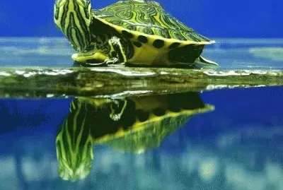 Trachemys jigsaw puzzle