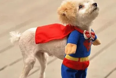 mascota