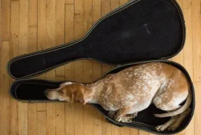 cachorro