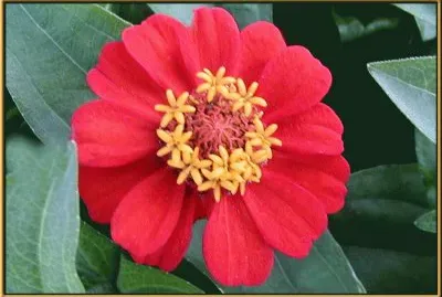 zinnias