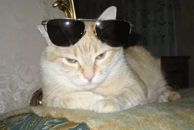 TIGRE