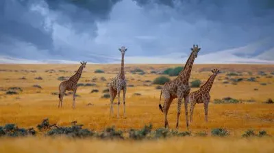 paisajes jigsaw puzzle