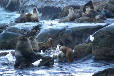 Punta del MarquÃ©s. Chubut. Argentina jigsaw puzzle