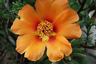 portulaca