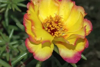 portulaca