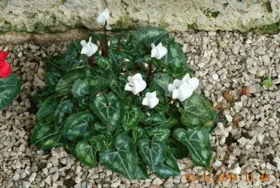 fiori