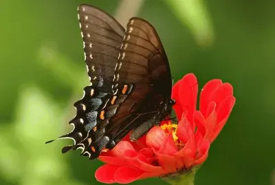 Mariposa