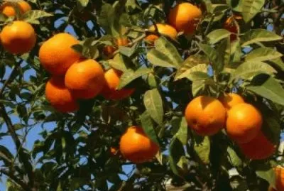 Mandarina
