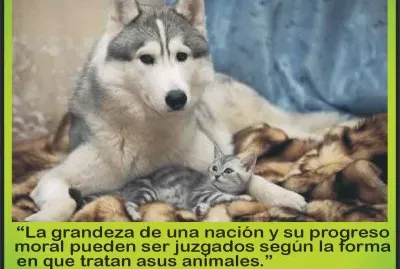 DEL TRATO ANIMAL...
